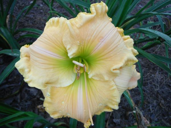 Lily King